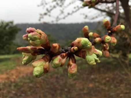 河津桜のつぼみ 河津桜のつぼみの写真