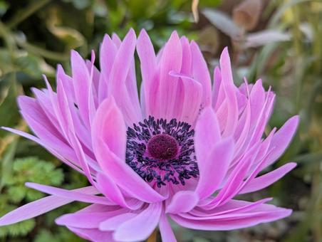 アネモネの花のクローズアップ アネモネの花のクローズアップ アネモネ,ピンク,花の写真素材