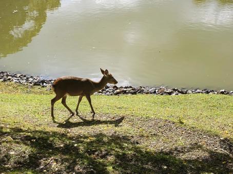 水辺を歩く秋の鹿 鹿,奈良,奈良公園の写真素材