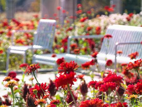 赤いジニアの花畑とベンチ 花,ジニア,秋の写真素材