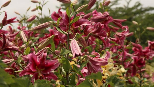 華やかな花園 華やかな花園 ユリ,ゆり,河口湖の写真素材