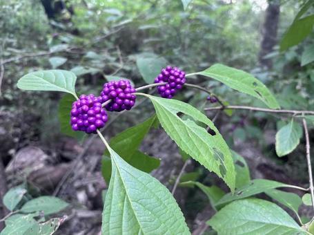 ムラサキシキブの花 植物 ムラサキシキブの花 植物 ムラサキシキブ,callicarpa,紫の実の写真素材