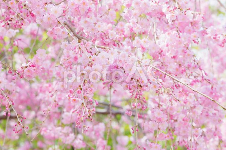 満開の枝垂れ桜 桜,花,植物の写真素材