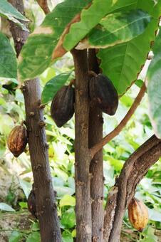 カカオ４（咲くやこの花館） カカオ,咲くやこの花館,鶴見緑地の写真素材