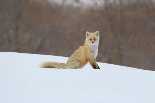キツネ キツネの写真
