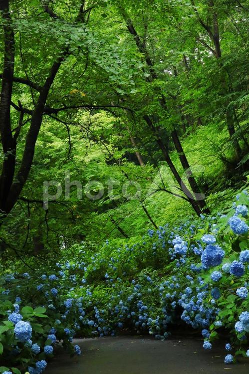 梅雨や紫陽花のイメージ あじさい,紫陽花,梅雨の写真素材