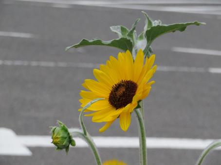 Sunflowers planted in a flower bed in the parking lot, JPG Sunflowers planted in a flower bed in the parking lot, JPG