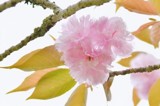 紅色の八重桜　関山 桜,関山,八重桜の写真素材
