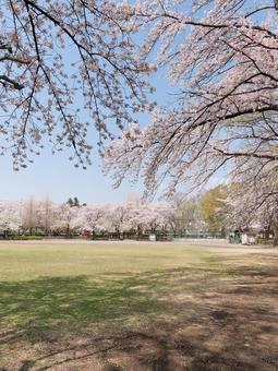 Photo, spring, cherry blossoms, pink, 