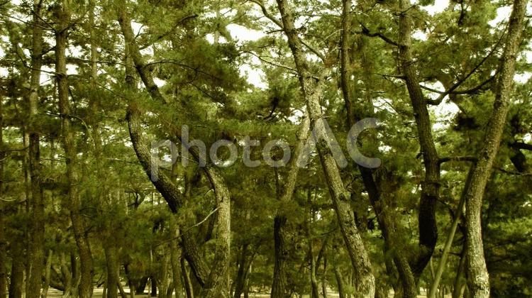 香川県-琴林公園-津田の松原 琴林公園,公園,津田の松原の写真素材