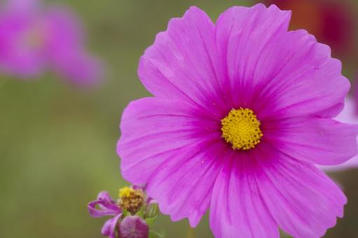 秋桜 秋桜,コスモス,秋の写真素材