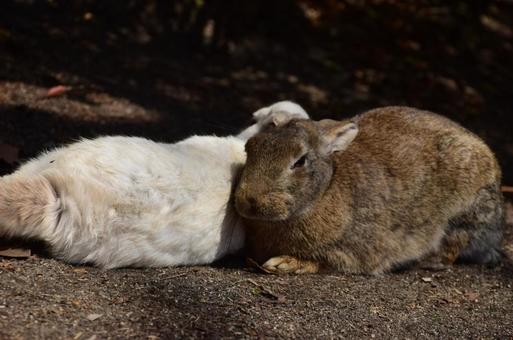 寄り添い 寄り添いの写真