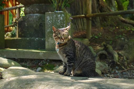 cat, JPG