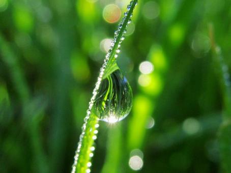 水滴と緑の葉と朝日Water dropsの写真