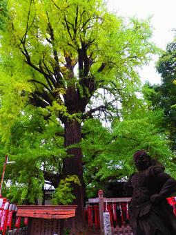 樹齢約700年の公孫樹(イチョウ) 雑司ヶ谷,鬼子母神,公孫樹の写真素材