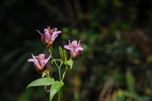 タイワンホトトギス タイワンホトトギス,ユリ科,ホトトギス属の写真素材