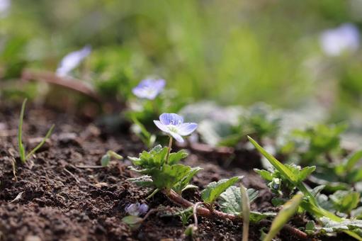 早春のオオイヌノフグリ 早春のオオイヌノフグリ オオイヌノフグリ,雑草,野草の写真素材