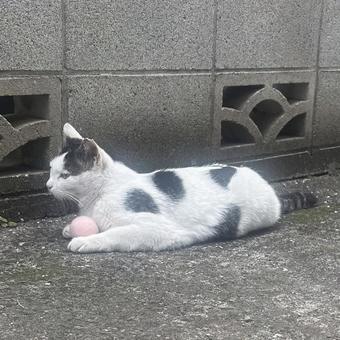 cat, JPG