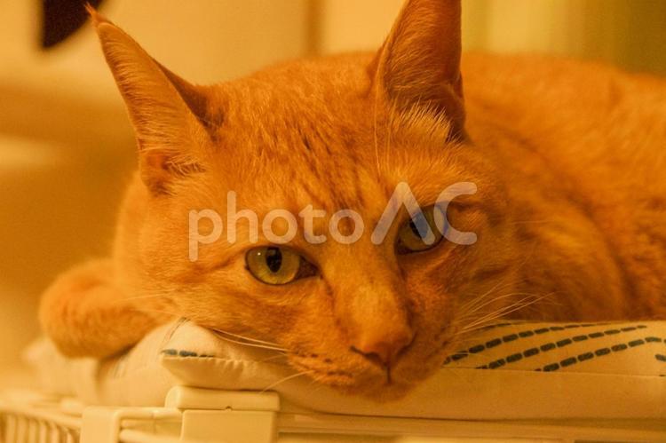 座布団に首を載せてカメラ目線の茶トラ猫 猫,茶トラ,茶トラ猫の写真素材