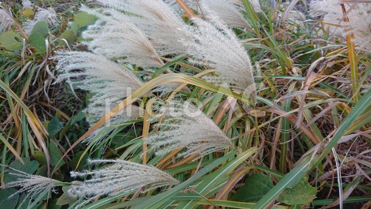 11月のすすき すすき,秋,11月の写真素材