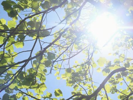 太陽と若葉 命の輝き 太陽と若葉 命の輝きの写真