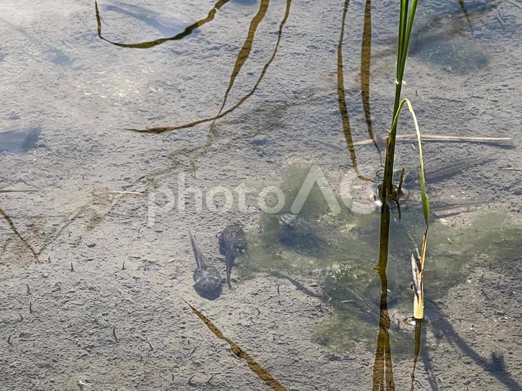 田んぼの中のオタマジャクシ おたまじゃくし,生き物,自然の写真素材