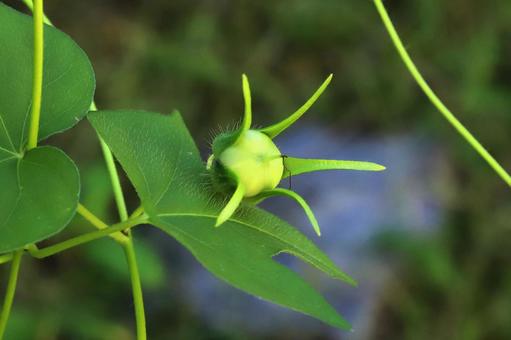 アサガオの種 朝顔,あさがお,夏期の写真素材