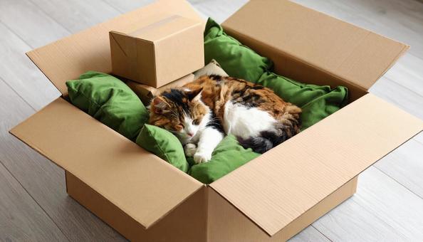 段ボール箱の中で眠る猫 段ボール箱の中で眠る猫の写真