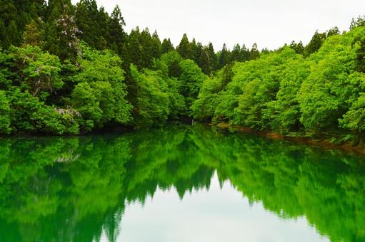池と森 池と森の写真