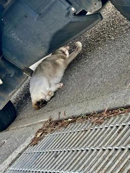 ねこ 昼寝 ねこ 昼寝の写真