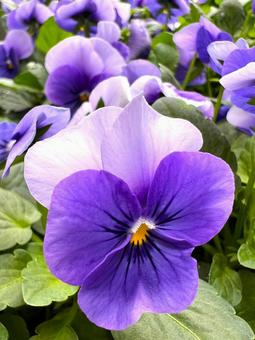 ブルーのビオラ ビオラ,花,アップの写真素材