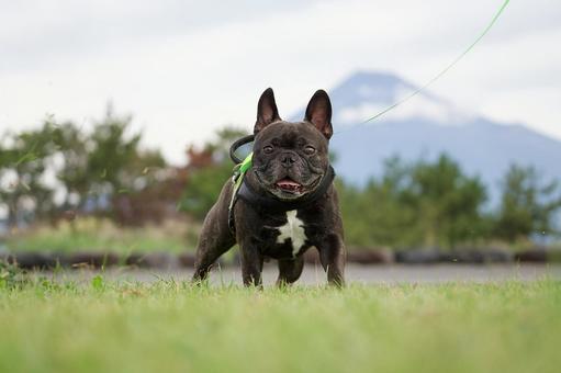 お散歩中のフレンチブルドッグ お散歩中のフレンチブルドッグ 犬,フレンチブルドッグ,フレブルの写真素材
