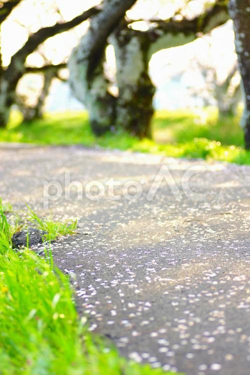 アスファルト　はなびら　桜 桜,さくら,アスファルトの写真素材