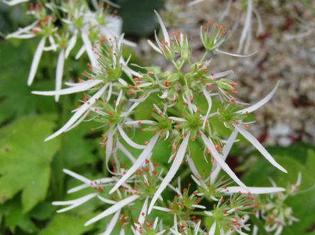 もみじばせんだいそうの写真