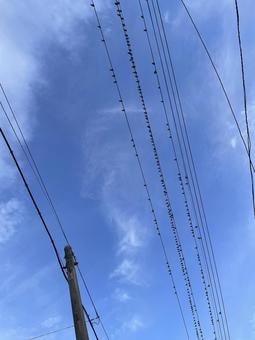 A flock of starlings, JPG A flock of starlings, JPG
