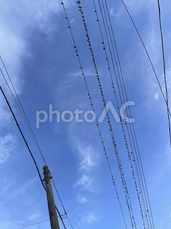 ムクドリの群れ ムクドリ,鳥,鳥類の写真素材