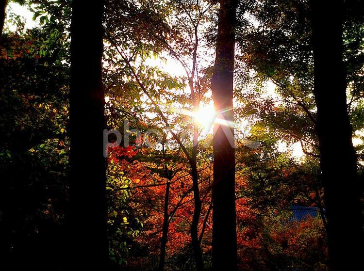 夕暮れ 夕暮れ,夕日,夕陽の写真素材
