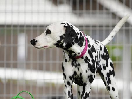 ドッグランのダルメシアン ドッグランのダルメシアン 犬,ダルメシアン,dogの写真素材