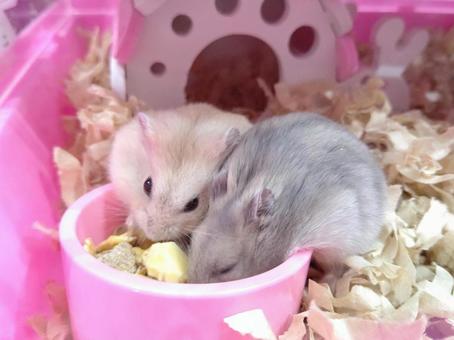 仲良しハムスター 仲良しハムスターの写真