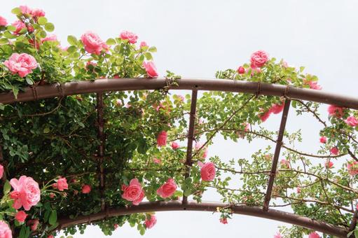 バラのアーチ バラのアーチ バラ,薔薇,roseの写真素材