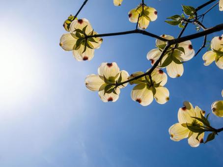 Blue sky and dogwood, JPG