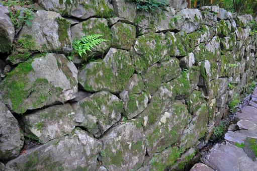 苔の生えた石垣 苔の生えた石垣 石垣,野良積み,石の写真素材