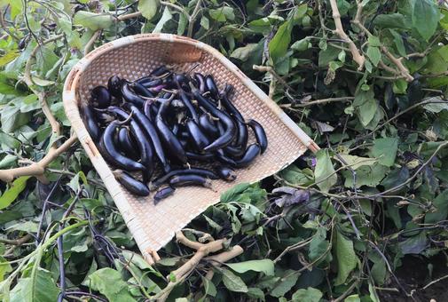 シーズン最後茄子収穫(茄子の木片づけ) シーズン最後茄子収穫(茄子の木片づけ) 長茄子,庄屋長茄子,茄子の写真素材