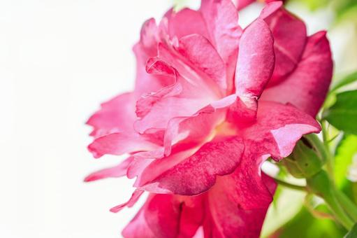 薔薇 薔薇の写真