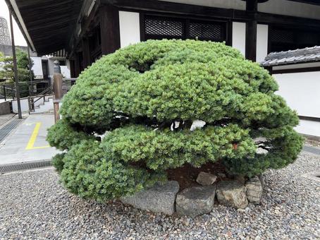 ごようまつ ごようまつの写真