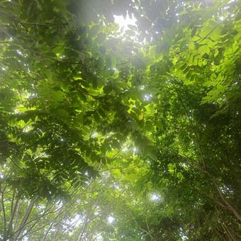 木々を見上げる 木々を見上げるの写真