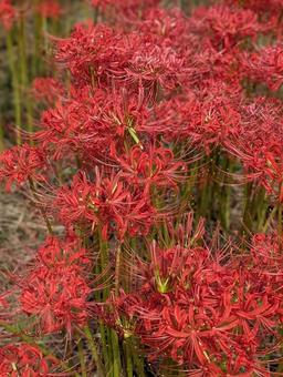 曼珠沙華 群生 曼珠沙華 群生の写真