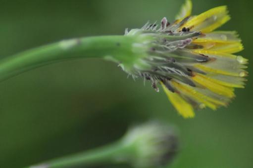 Yellow Flower, JPG Yellow Flower, JPG