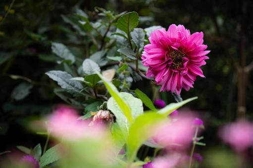 花 花の写真