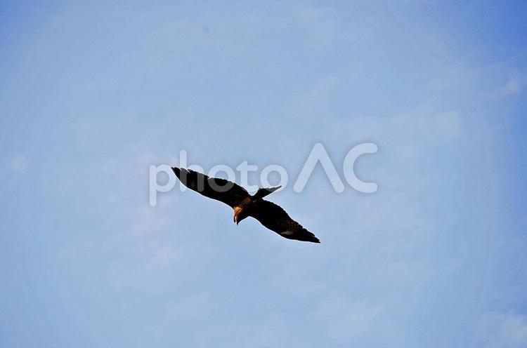 大空を飛ぶトンビ トンビ,トビ,鳶の写真素材